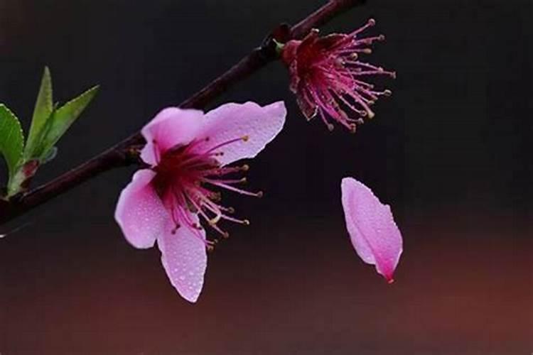 2022年本命年生肖虎会有桃花劫吗？