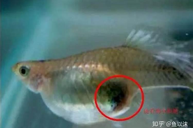 鱼友们帮忙看一下,这条月光鱼是不是怀孕了？