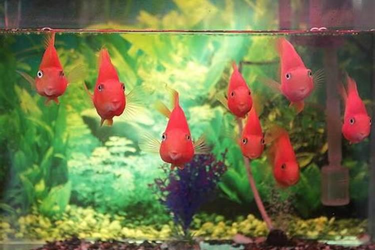 鱼缸能放在财神爷下面或者对面吗