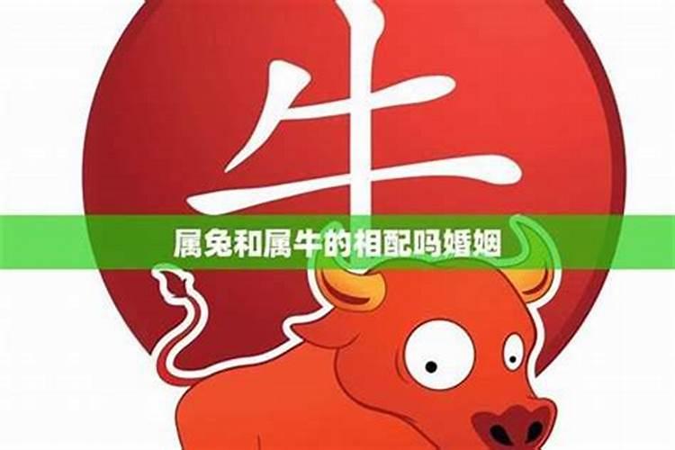 属牛和属兔的配婚如何