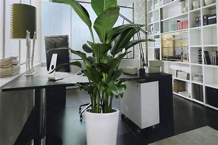 办公室放什么植物旺财