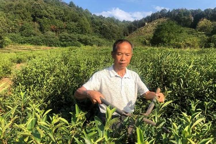 73年属牛的人50岁之后的命运如何