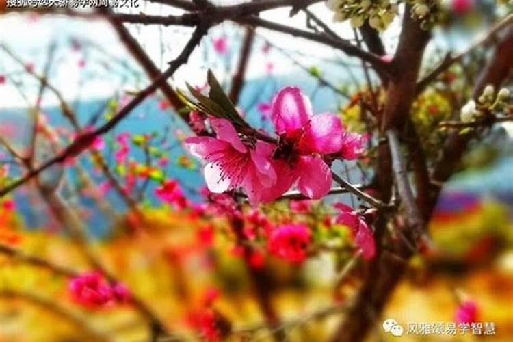 桃花查询方法