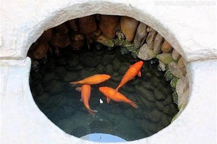 梦见水井中有鱼