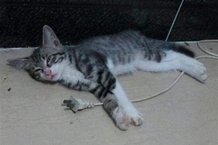 女人梦到猫死了预示着什么