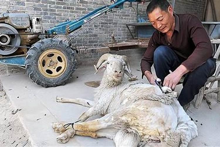 属蛇的本命年结婚可以吗