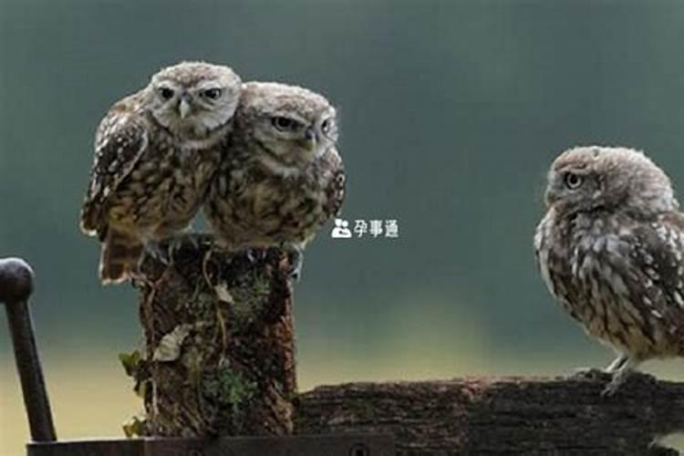 2025属猴犯太岁吗