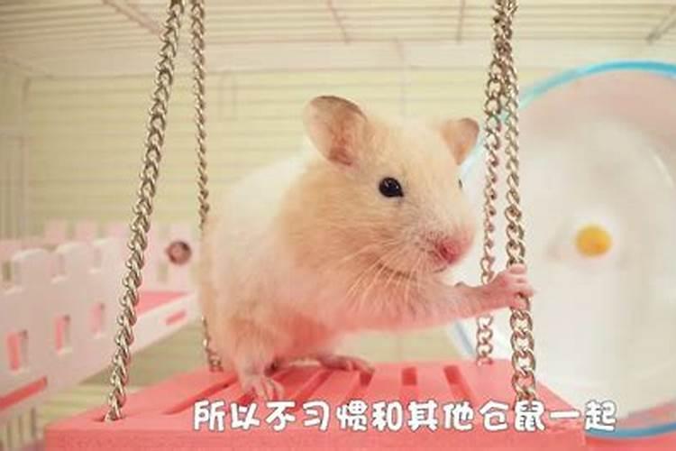 生辰合婚:属鼠的女人和属狗男能结婚吗 有没有姻缘