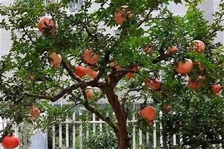 家里种什么树风水最旺学业