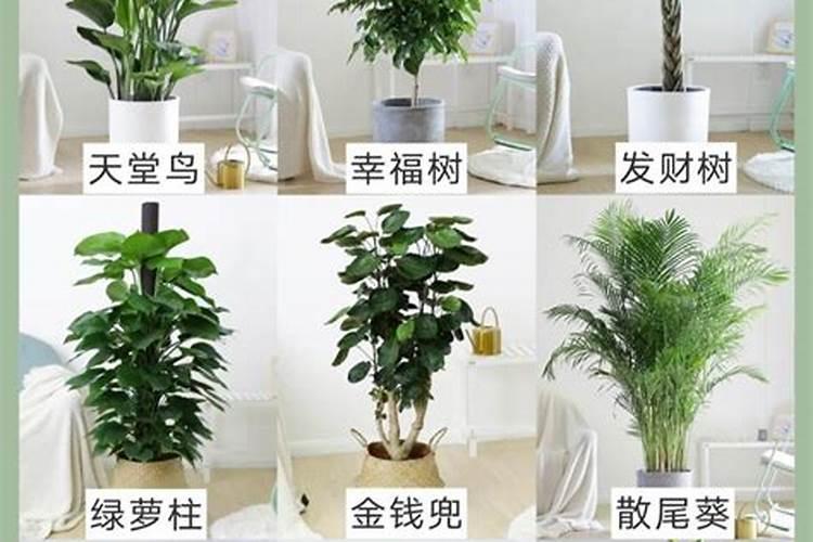 家中种什么树风水好