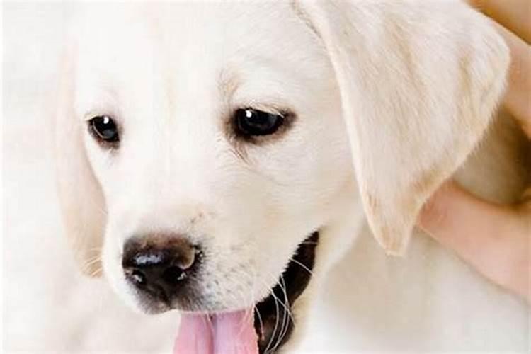 属牛犯太岁什么意思,生肖牛犯太岁是哪些年份