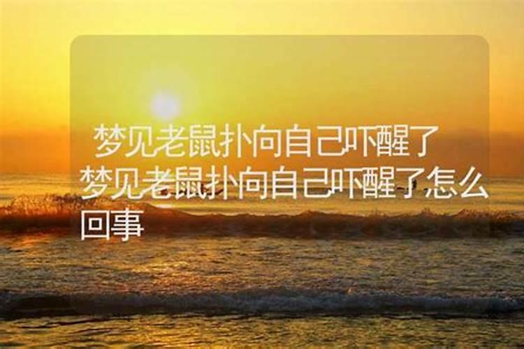梦见老鼠往我身上扑是什么意思 预兆