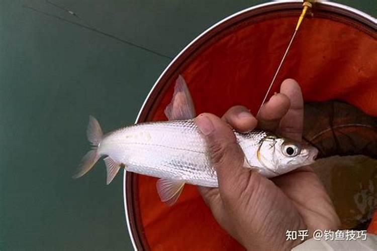 立春后如何野钓鲫鱼