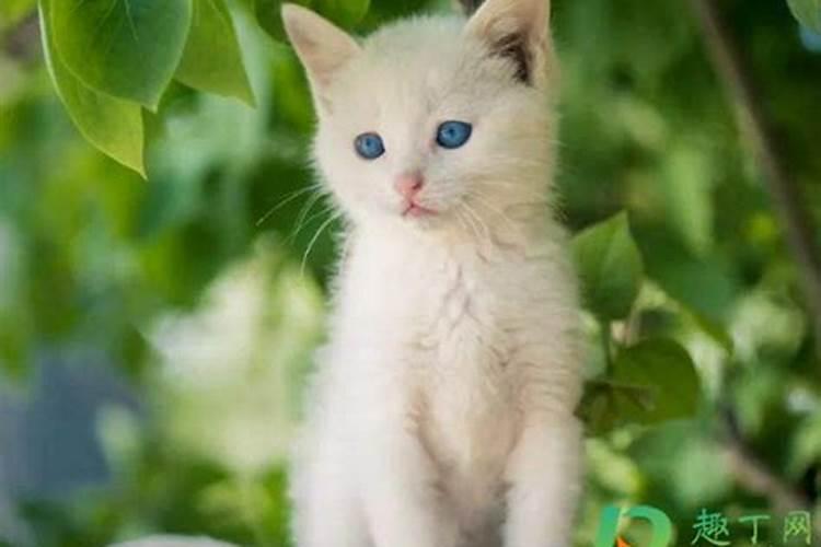 中年女人梦见猫是什么预兆