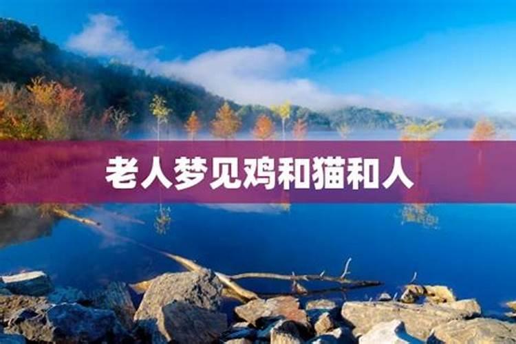 中年女人梦见猫是什么预兆