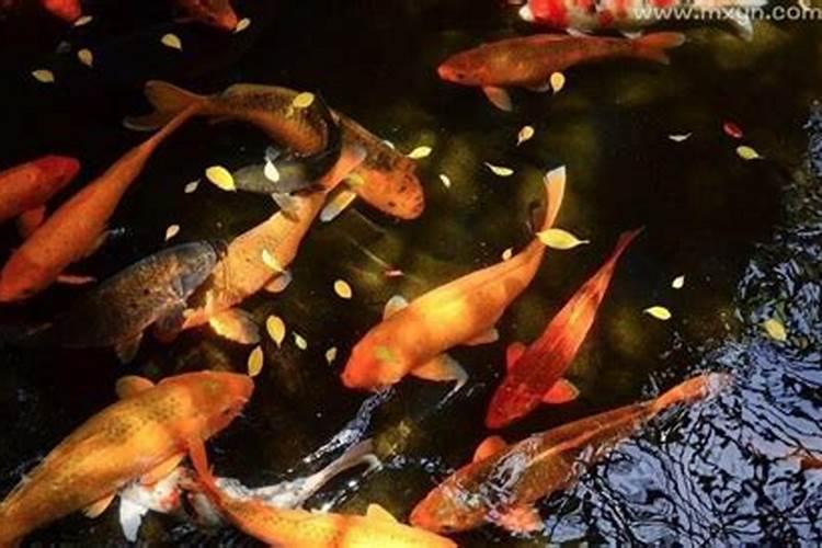 梦到一群红色的鱼在水里游是什么兆头