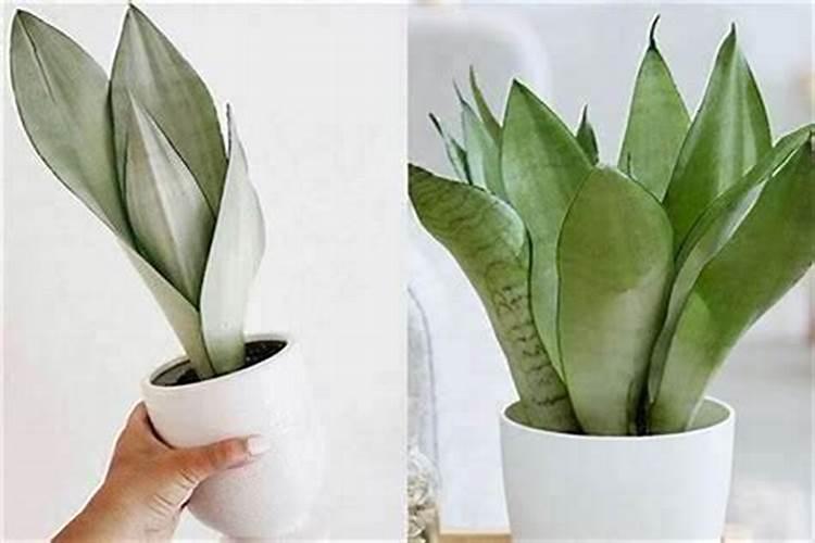 办公室防小人植物