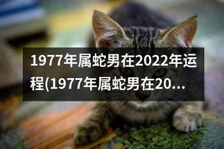 生肖蛇1977年2025年运势如何 生肖蛇1977年2025年全年运势
