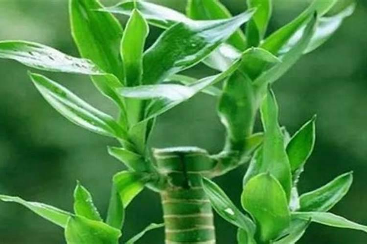 富贵竹和文昌竹是不是同一种植物？