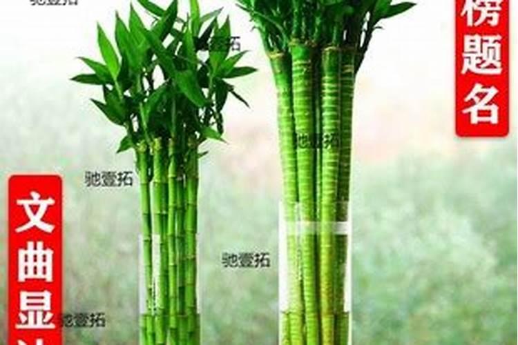 富贵竹和文昌竹是一个品种吗