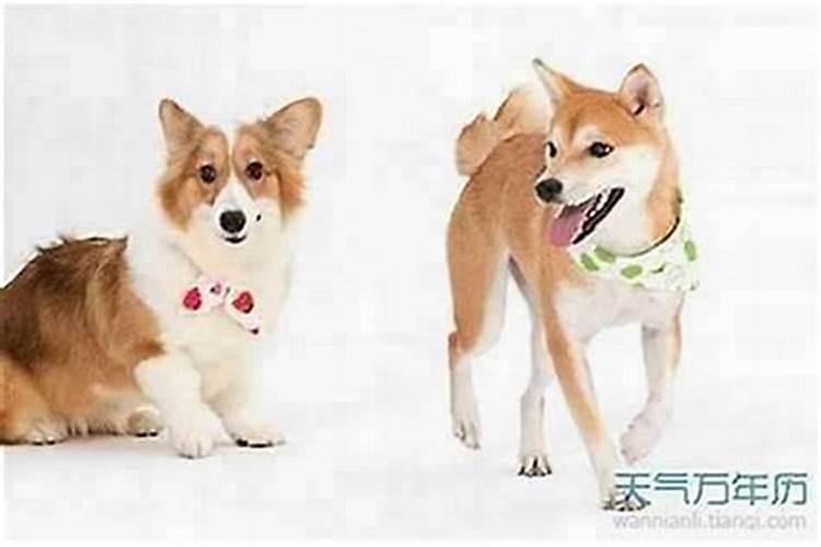 合八字:属狗男与属狗女适合做夫妻吗 婚配好吗