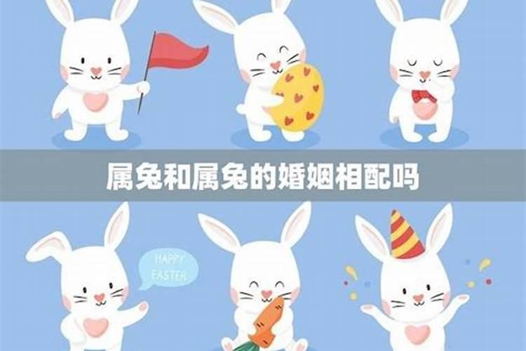 猴子与兔子属相合不合,兔子和猴子配吗
