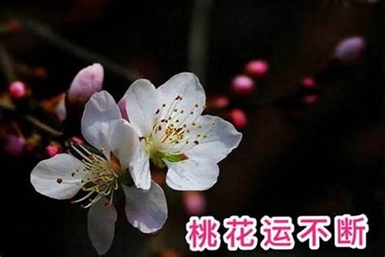 生肖鼠1972年2025年运势如何 生肖鼠1972年2025年全年运势