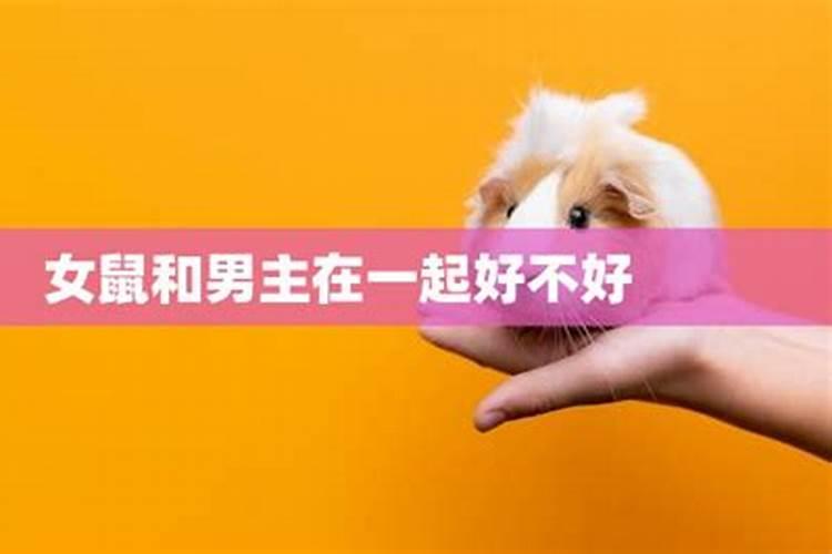 女属狗男属鼠八字合吗,属狗女和属鼠男配吗 详细