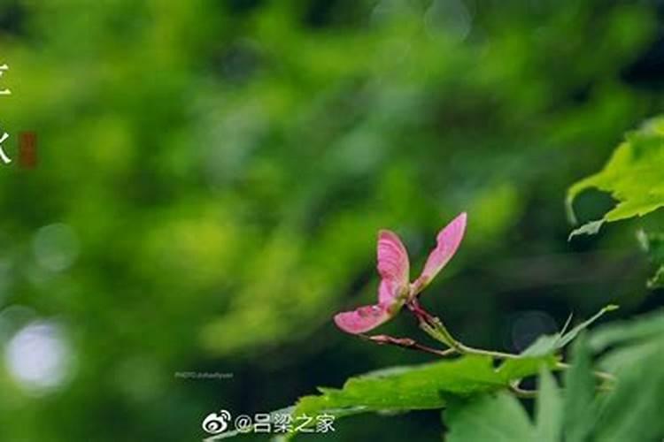 2025年桃花运遇到真爱的生肖