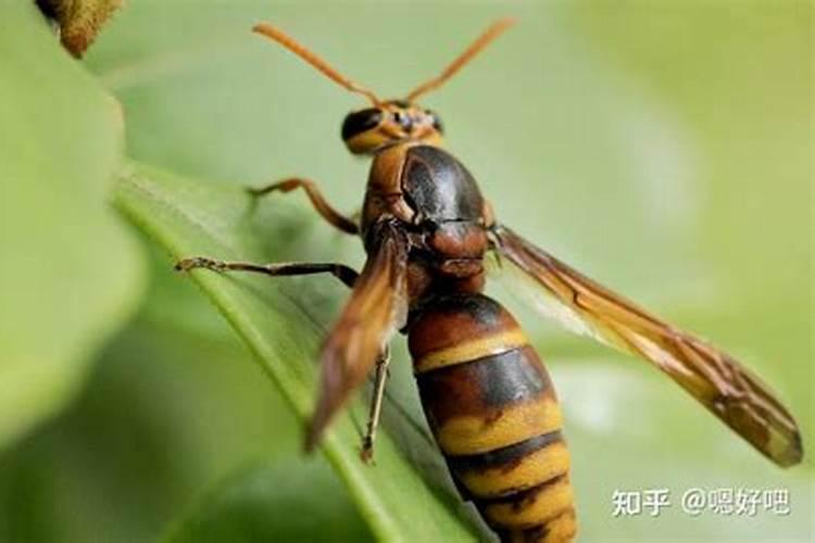梦见被马蜂追的预兆
