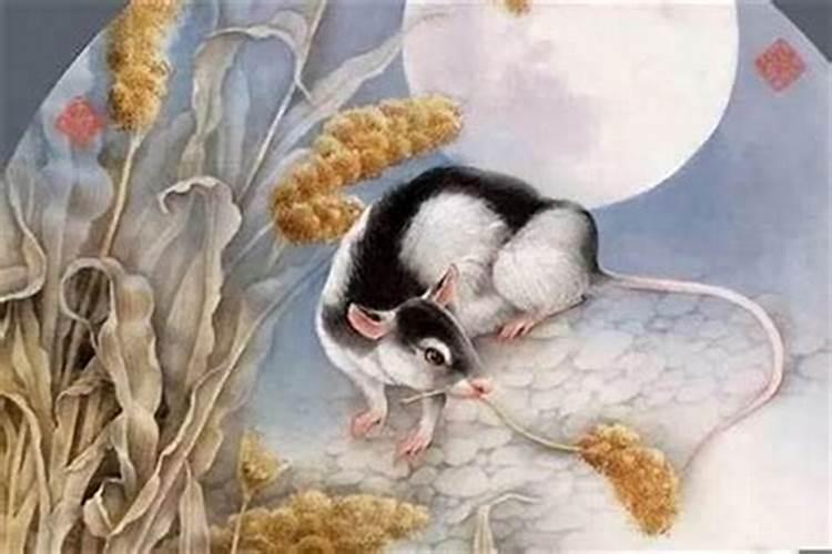 属鼠人几月出生更好命运,属兔一生最忌讳的生肖