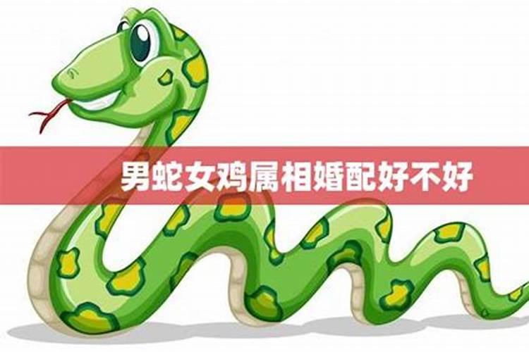 男蛇和女鸡属相能配夫妻吗,男的属蛇和女的属鸡的能相配吗