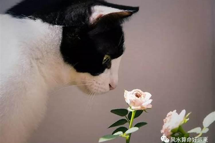 什么属相养猫能旺财 猫适合什么属相的人养