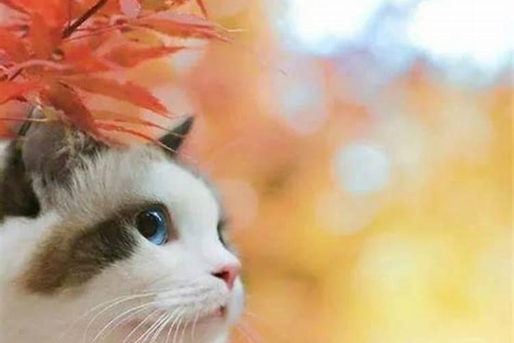 什么生肖的人养猫最旺
