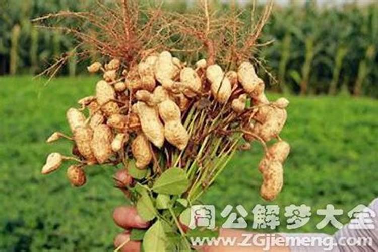 农历1987年正月初五晚上十点多出生的五行缺什么 命格怎么样啊