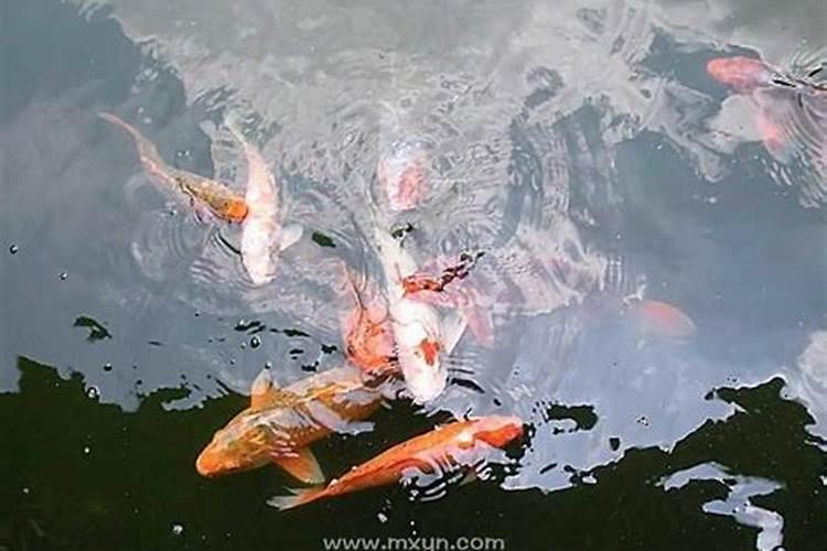 梦见成群的鱼在水里游的预兆