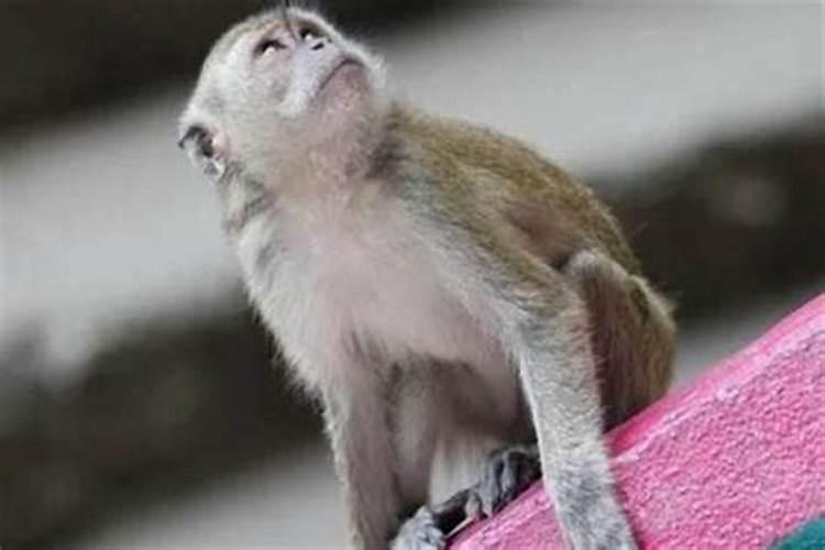 本命年会不顺吗？不顺3年是真的吗？