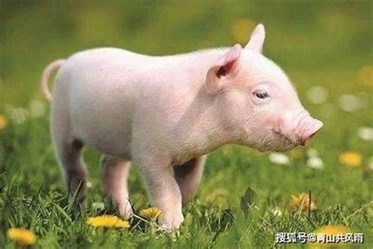 生肖猪1995年2025年运势如何 生肖猪1995年2025年全年运势