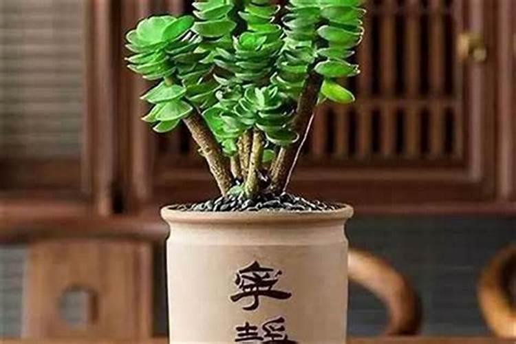 本命年会倒霉还是会转运