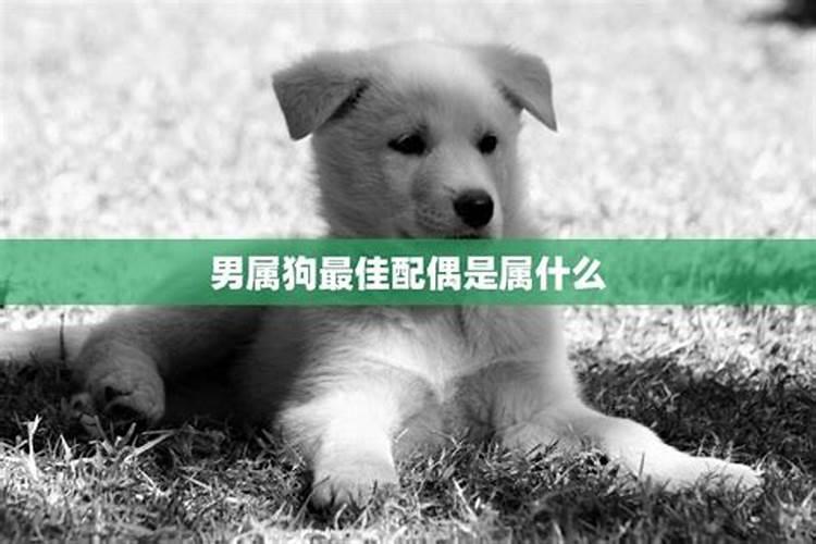 属狗的最佳配偶属相？