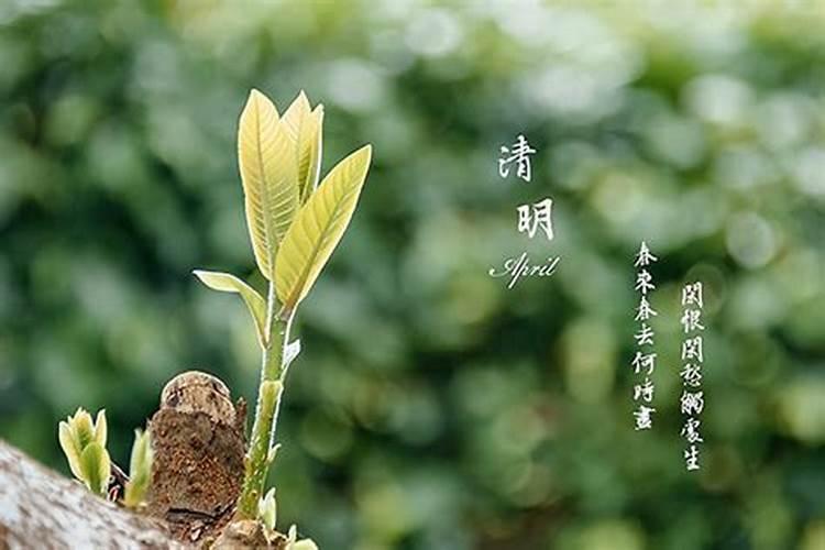 清明节后一天出生的孩子 清明节后出生的男孩命好吗