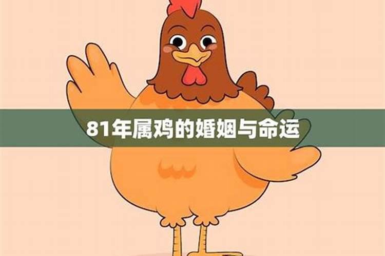 81年的鸡今年的感情问题
