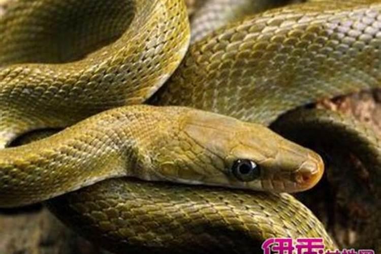 盲派八字五言取用神歌诀,八字命理盲派取用神口诀大全