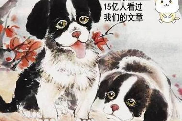 属狗男和属兔女的婚姻相配吗