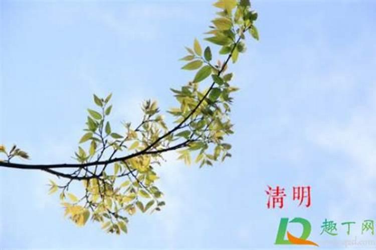 八字排盘免费软件