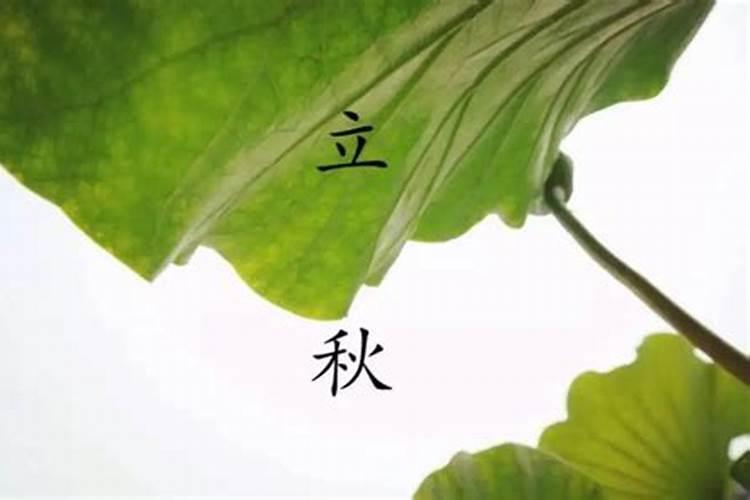 立秋公秋母秋怎么分