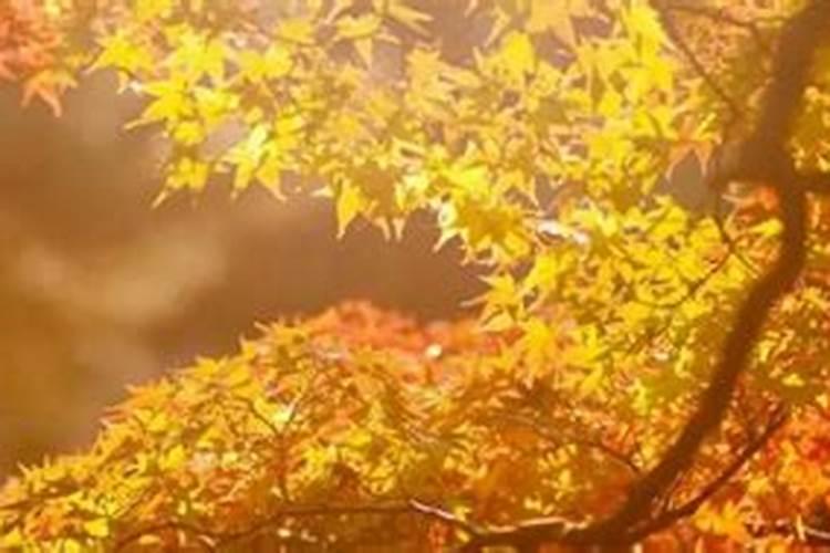 2025年犯太岁的生肖猴怎么化解 2025年犯太岁的生肖猴怎么躲星