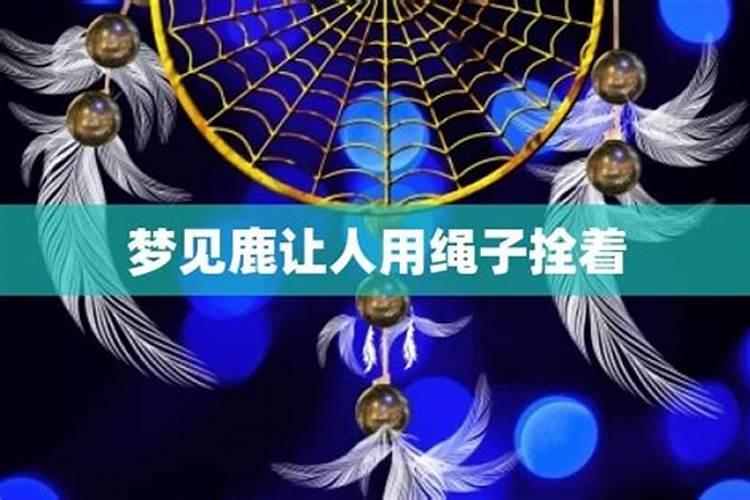 2024年九运会最佳生肖狗兔龙