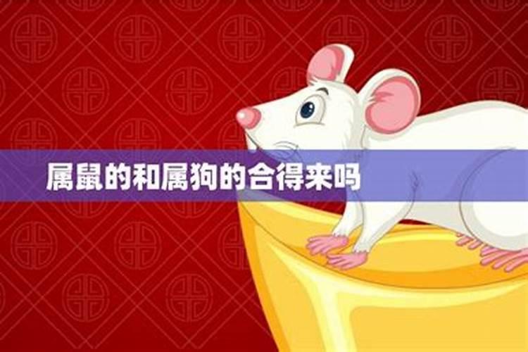 属鼠女和属鼠男的婚姻状况怎么样 属鼠男和属鼠女情感相配吗