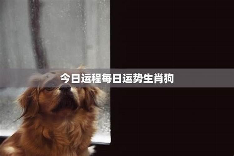 属兔人2025年运势及财运